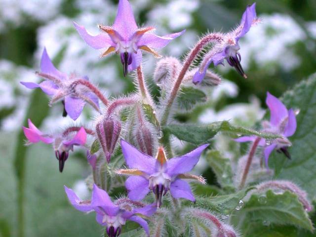 گاوزبان باغی Borago officinalis 5